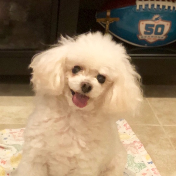 Meet your Posher, Sandra - Picture 1 of 1